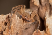 L'Olie  chaussettes. Un mle (Araneae - Sparassidae - Olios argelasius)